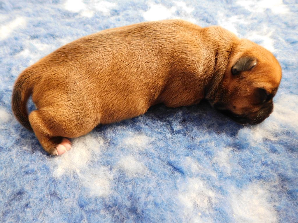 Du Domaine O'razzia And Rose - Chiot disponible  - Staffordshire Bull Terrier