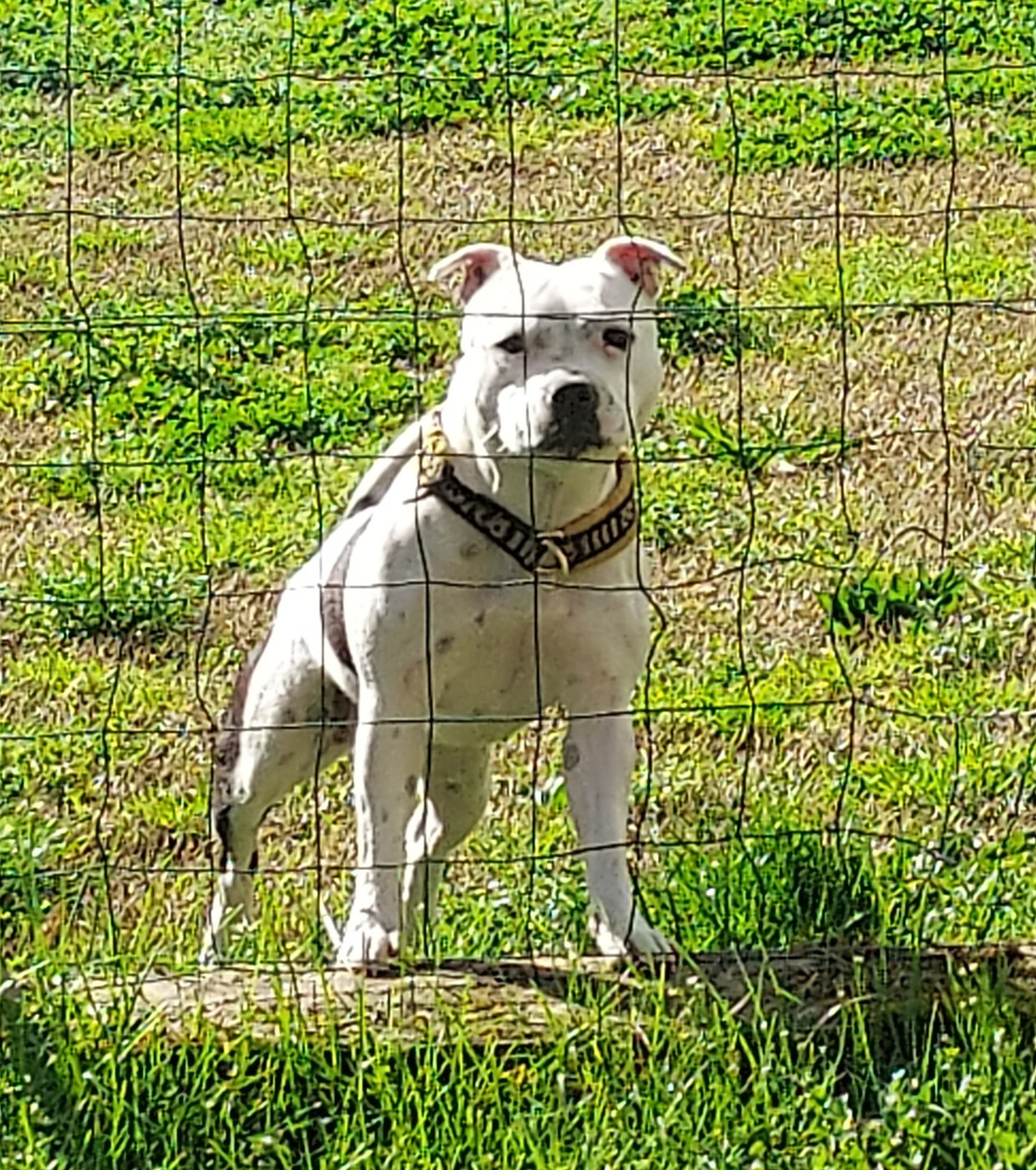 Unique for me Du Domaine O'razzia And Rose