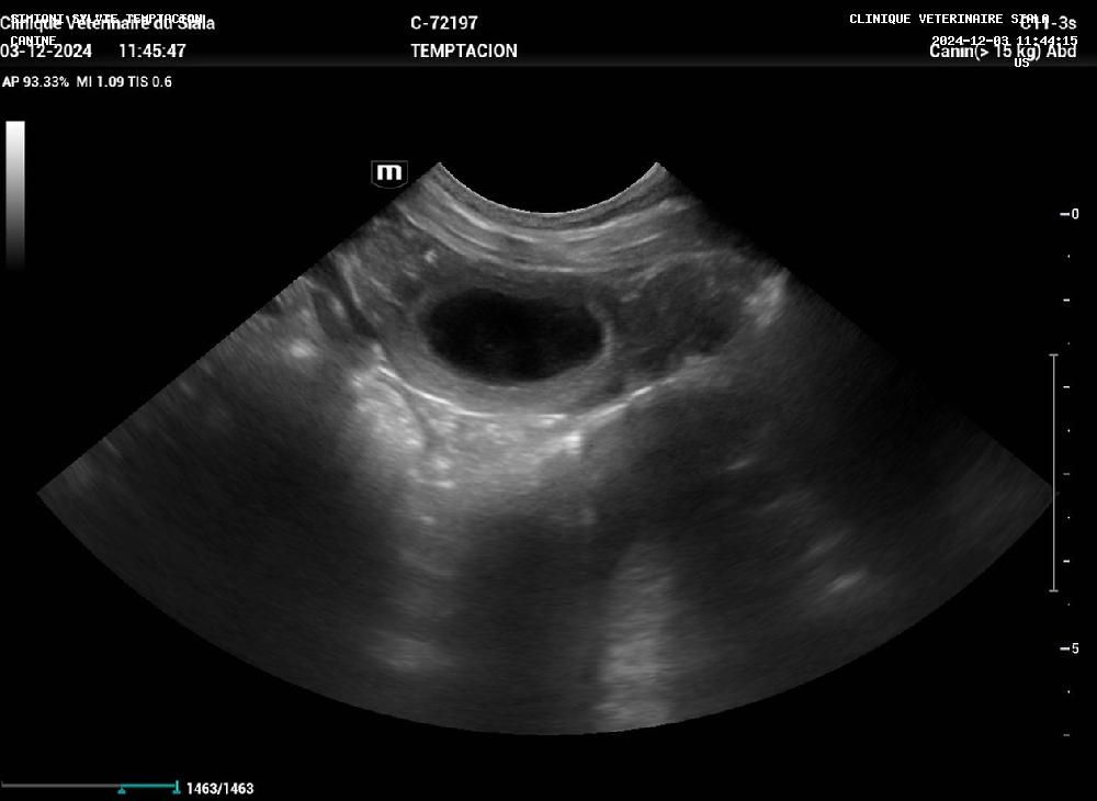 Confirmation de gestation 