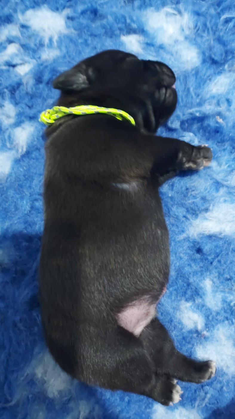 Du Domaine O'razzia And Rose - Chiots disponibles - Staffordshire Bull Terrier