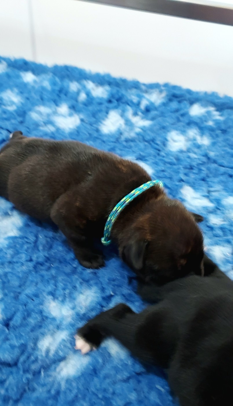 Du Domaine O'razzia And Rose - Chiots disponibles - Staffordshire Bull Terrier