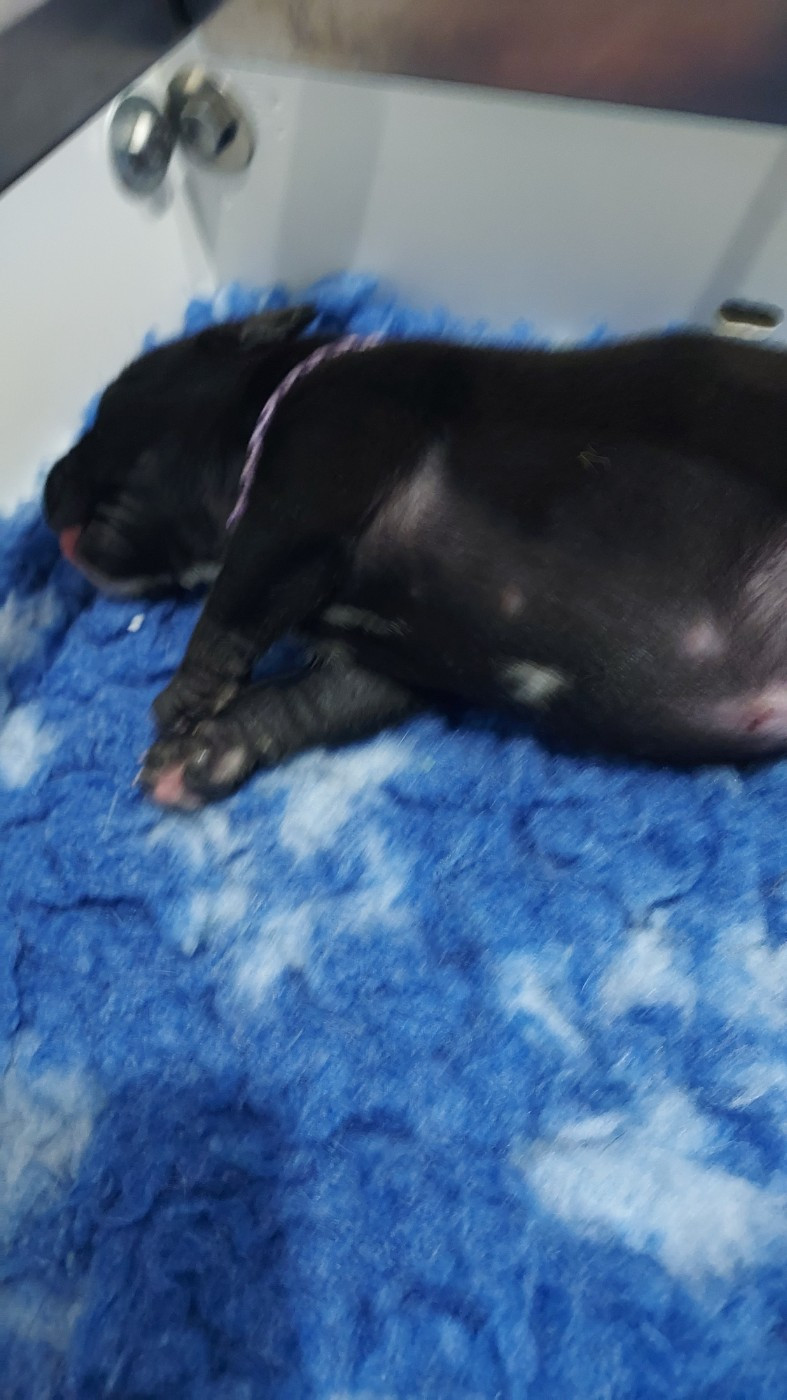 Du Domaine O'razzia And Rose - Chiots disponibles - Staffordshire Bull Terrier