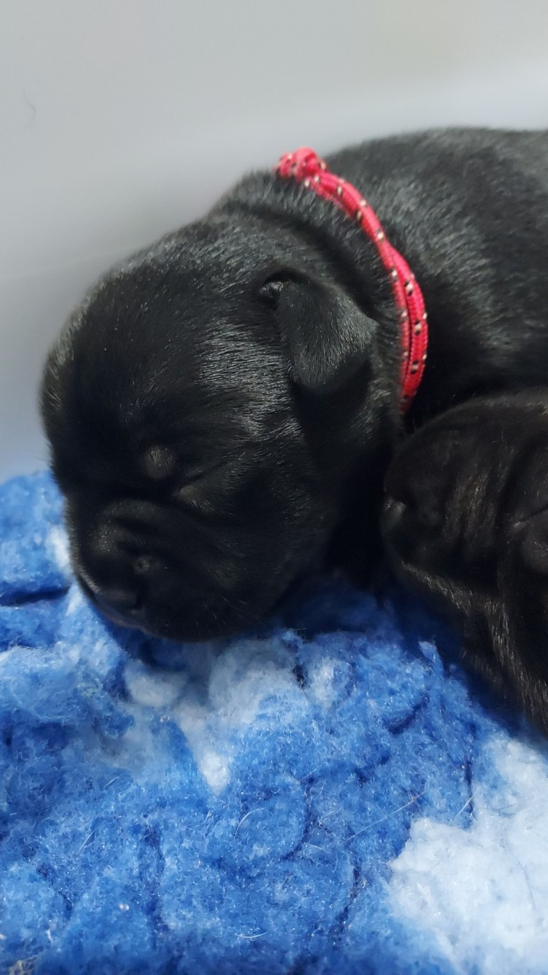 Du Domaine O'razzia And Rose - Chiots disponibles - Staffordshire Bull Terrier