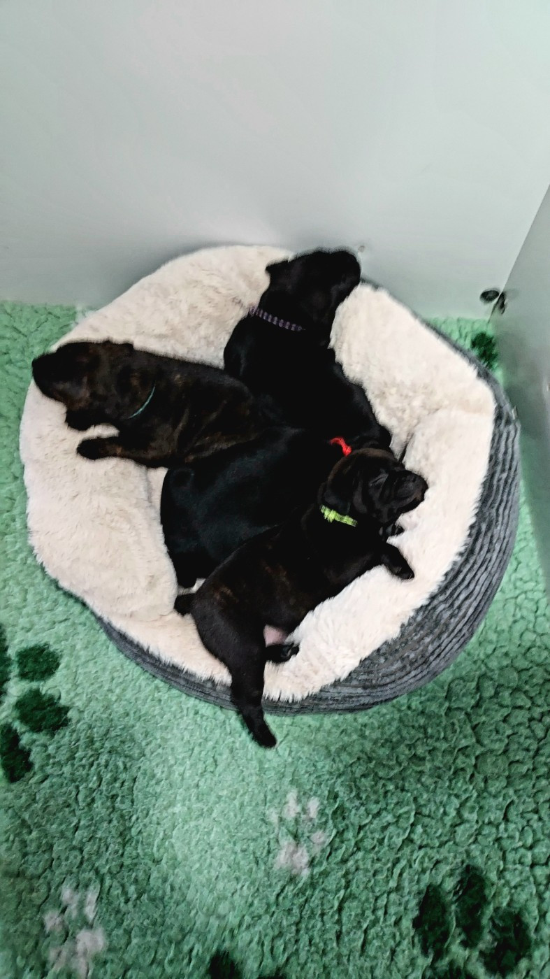 Chiot Staffordshire Bull Terrier Du Domaine O'razzia And Rose
