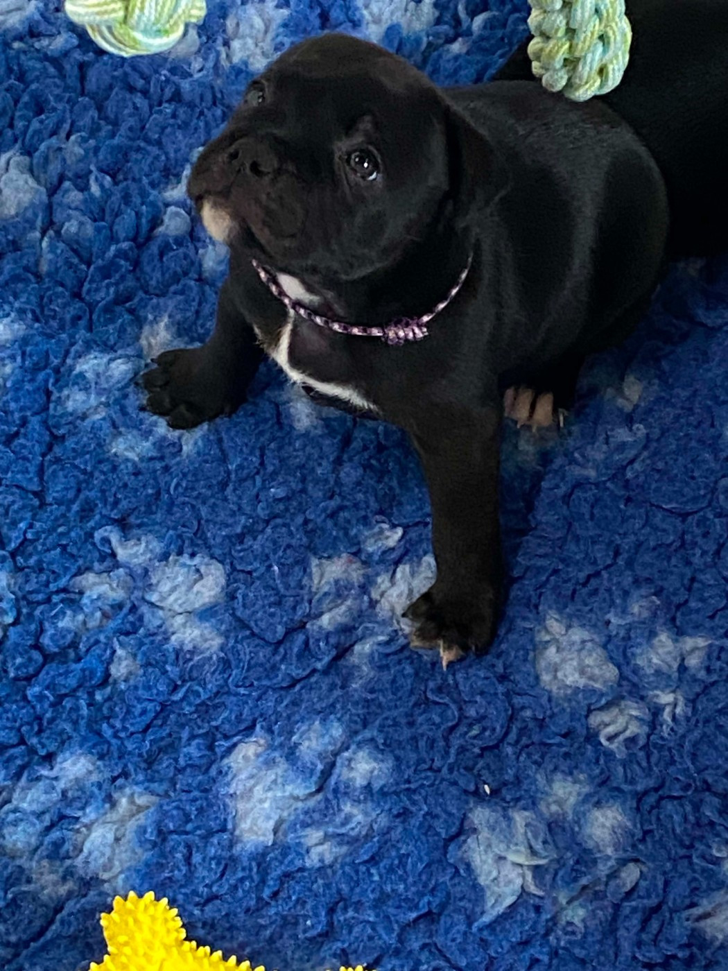 Du Domaine O'razzia And Rose - Chiots disponibles - Staffordshire Bull Terrier