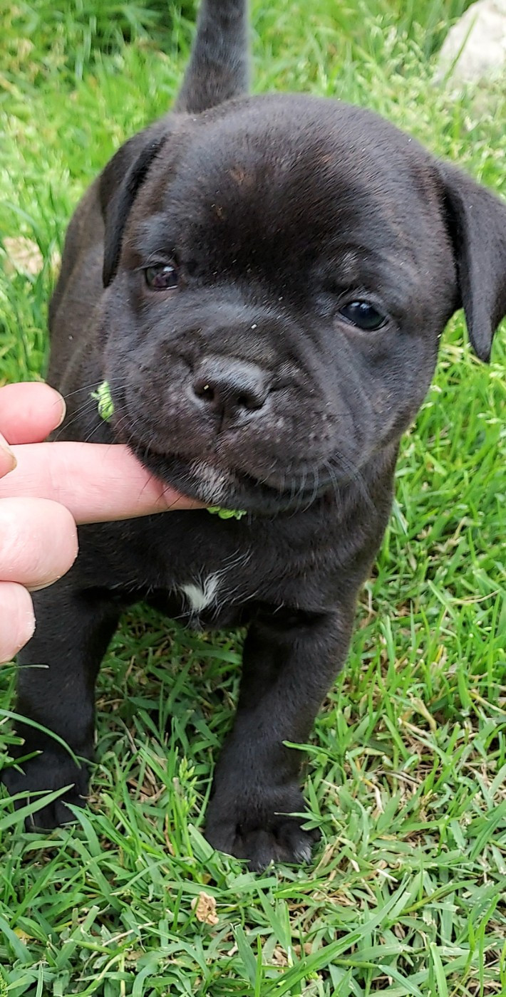 Du Domaine O'razzia And Rose - Chiots disponibles - Staffordshire Bull Terrier