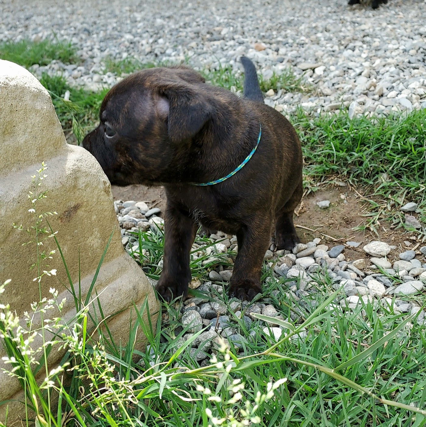Du Domaine O'razzia And Rose - Chiots disponibles - Staffordshire Bull Terrier