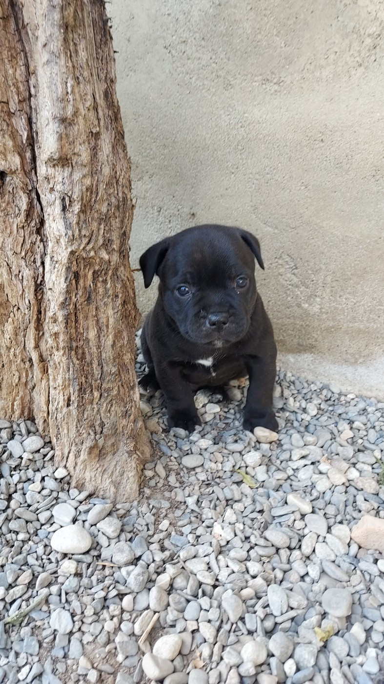 Du Domaine O'razzia And Rose - Chiots disponibles - Staffordshire Bull Terrier