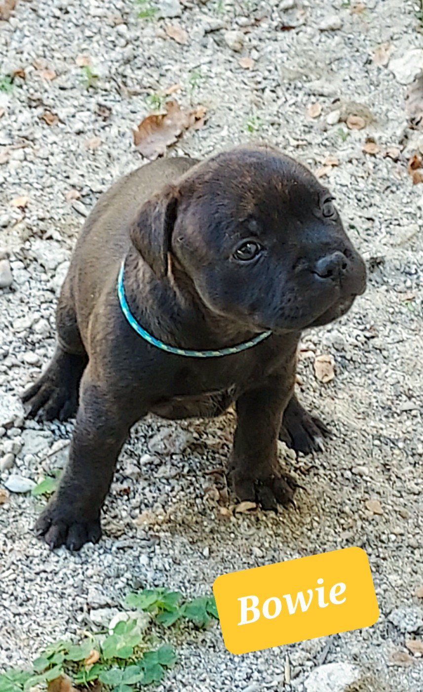Du Domaine O'razzia And Rose - Chiots disponibles - Staffordshire Bull Terrier