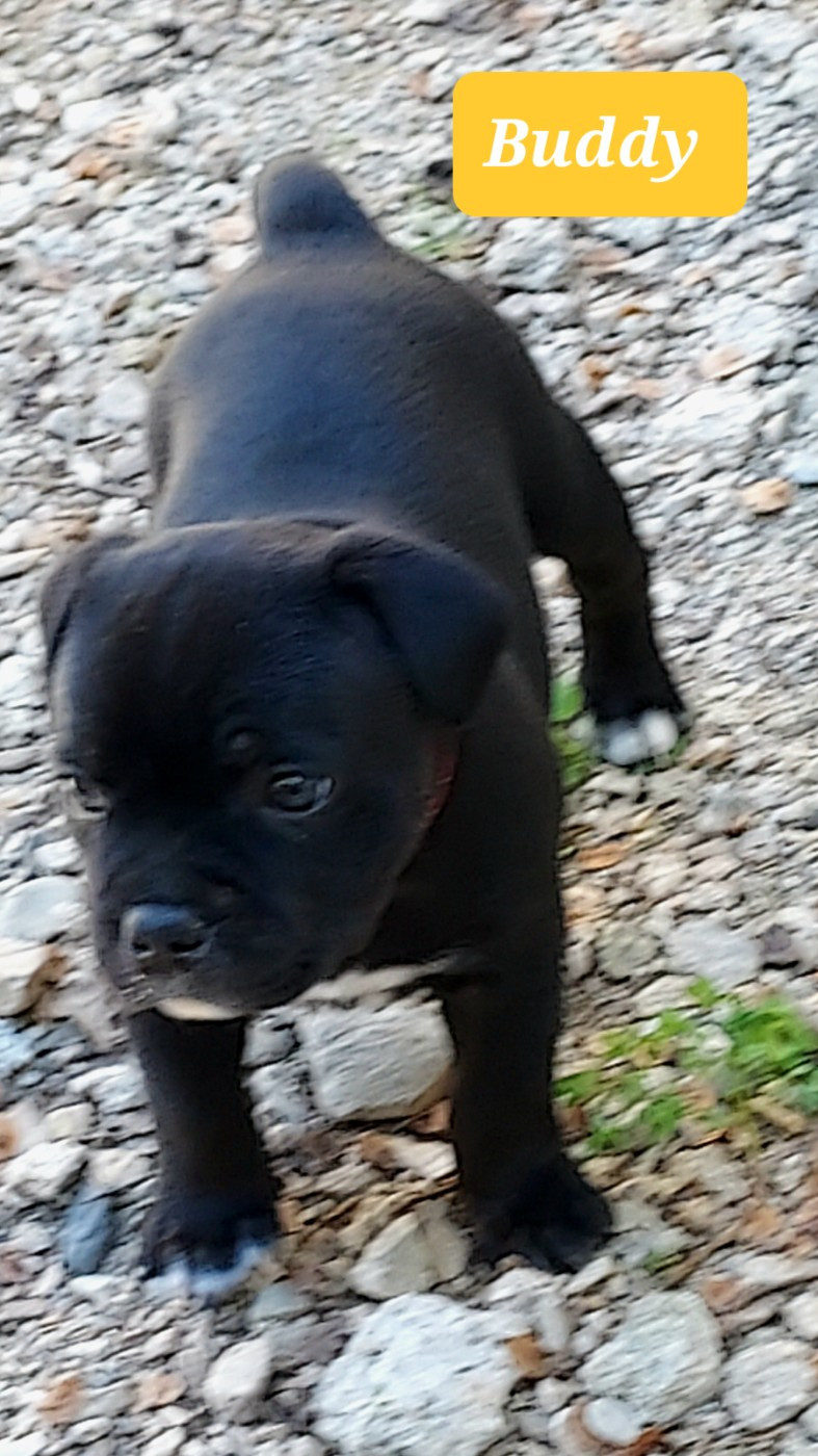 Du Domaine O'razzia And Rose - Chiots disponibles - Staffordshire Bull Terrier