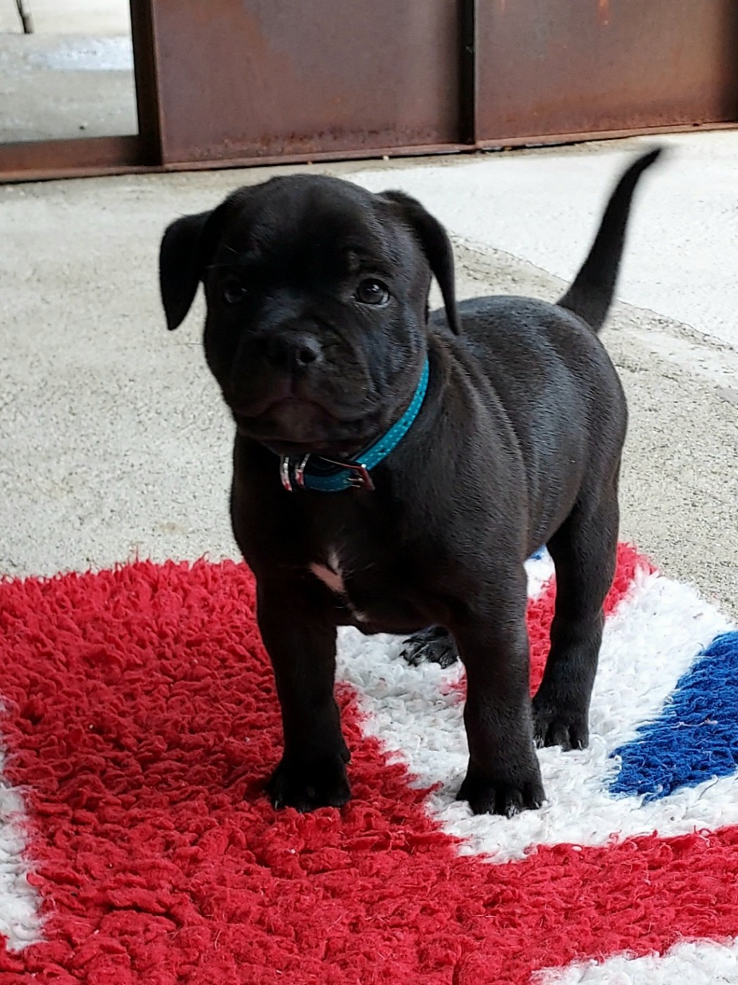 Du Domaine O'razzia And Rose - Chiots disponibles - Staffordshire Bull Terrier