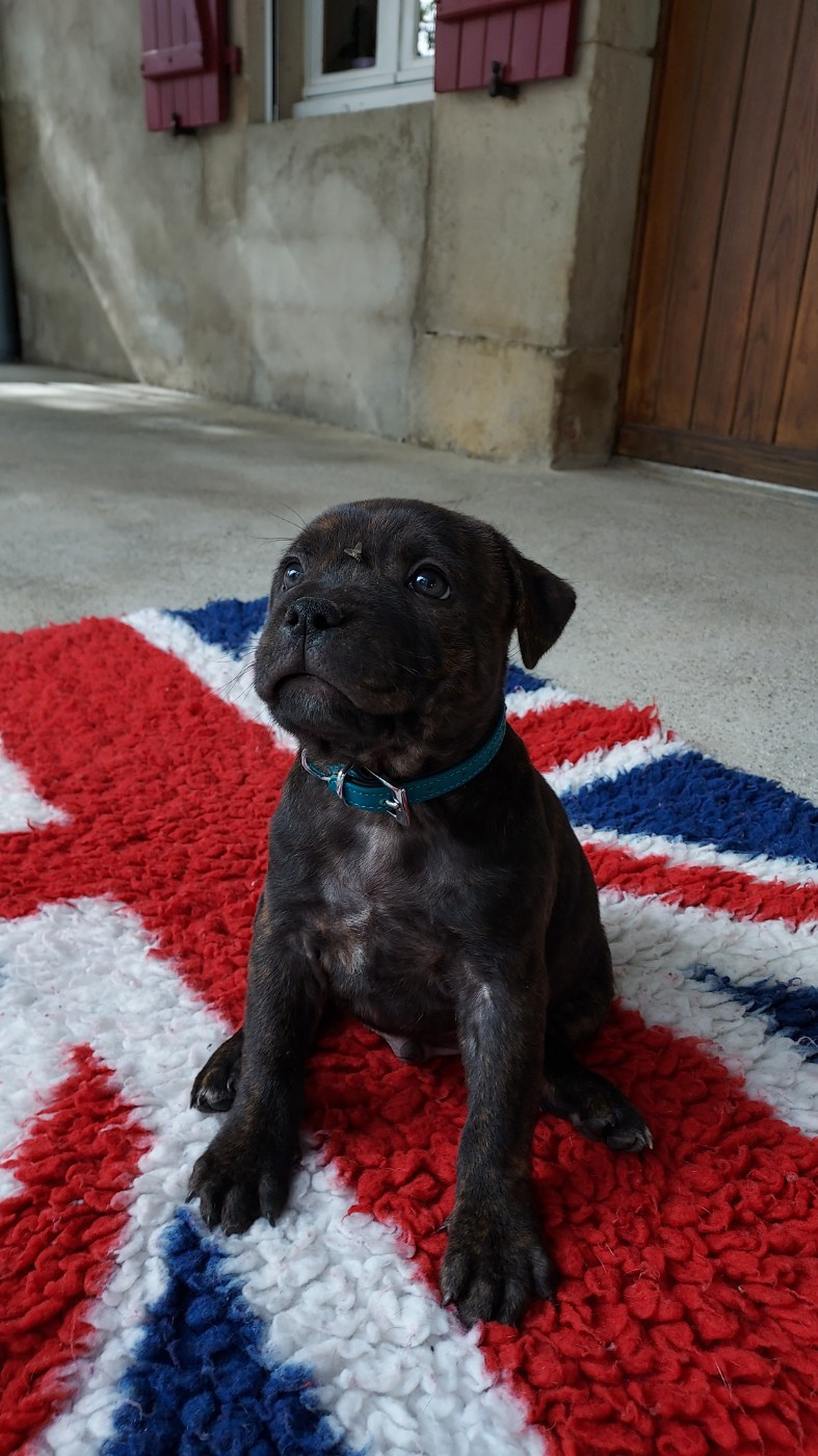 Du Domaine O'razzia And Rose - Chiots disponibles - Staffordshire Bull Terrier