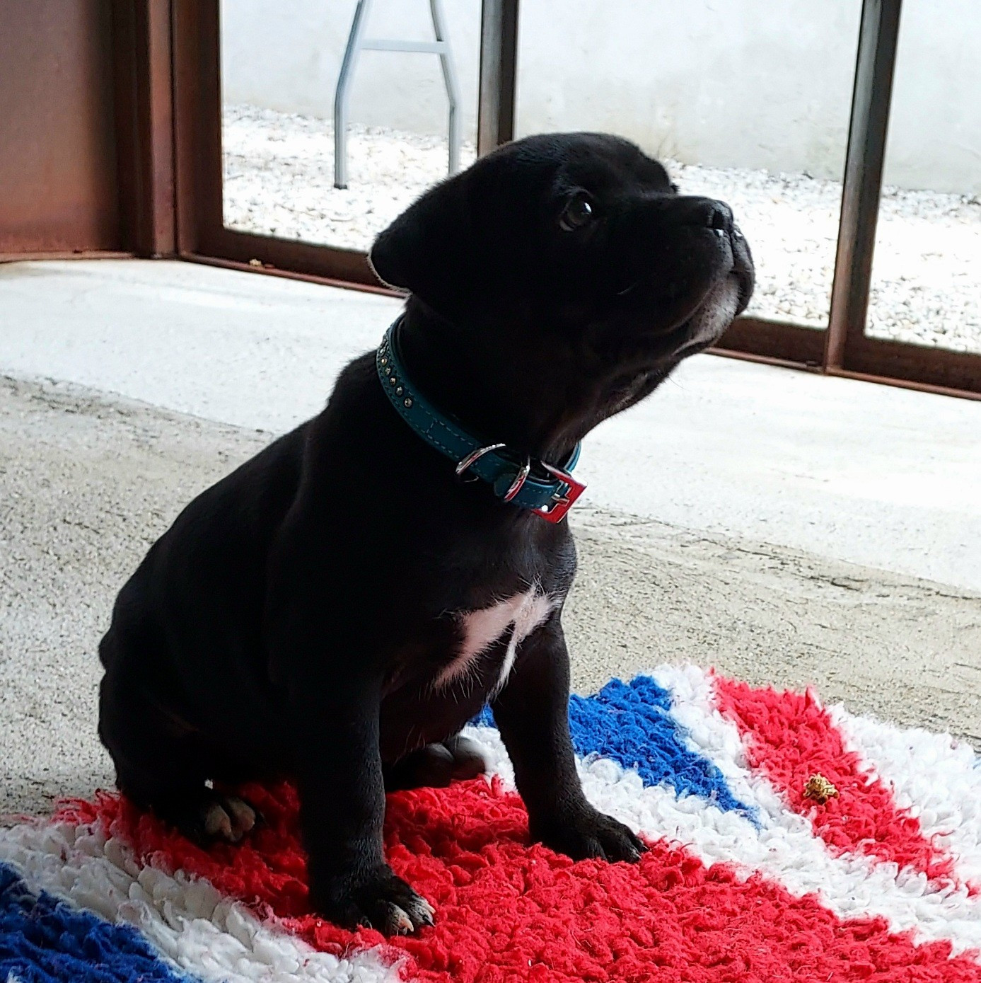 Du Domaine O'razzia And Rose - Chiots disponibles - Staffordshire Bull Terrier