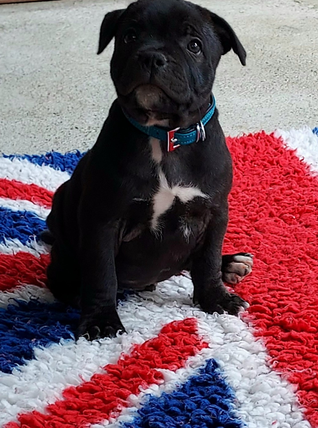 Du Domaine O'razzia And Rose - Chiots disponibles - Staffordshire Bull Terrier