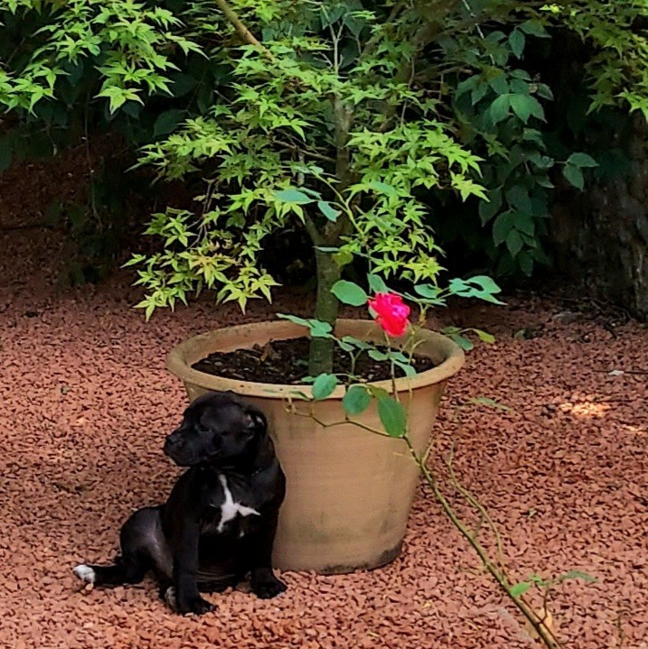 Du Domaine O'razzia And Rose - Chiots disponibles - Staffordshire Bull Terrier
