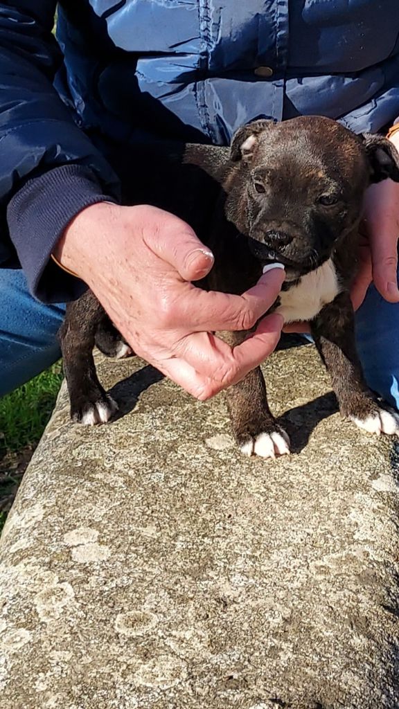 Du Domaine O'razzia And Rose - Chiots disponibles - Staffordshire Bull Terrier